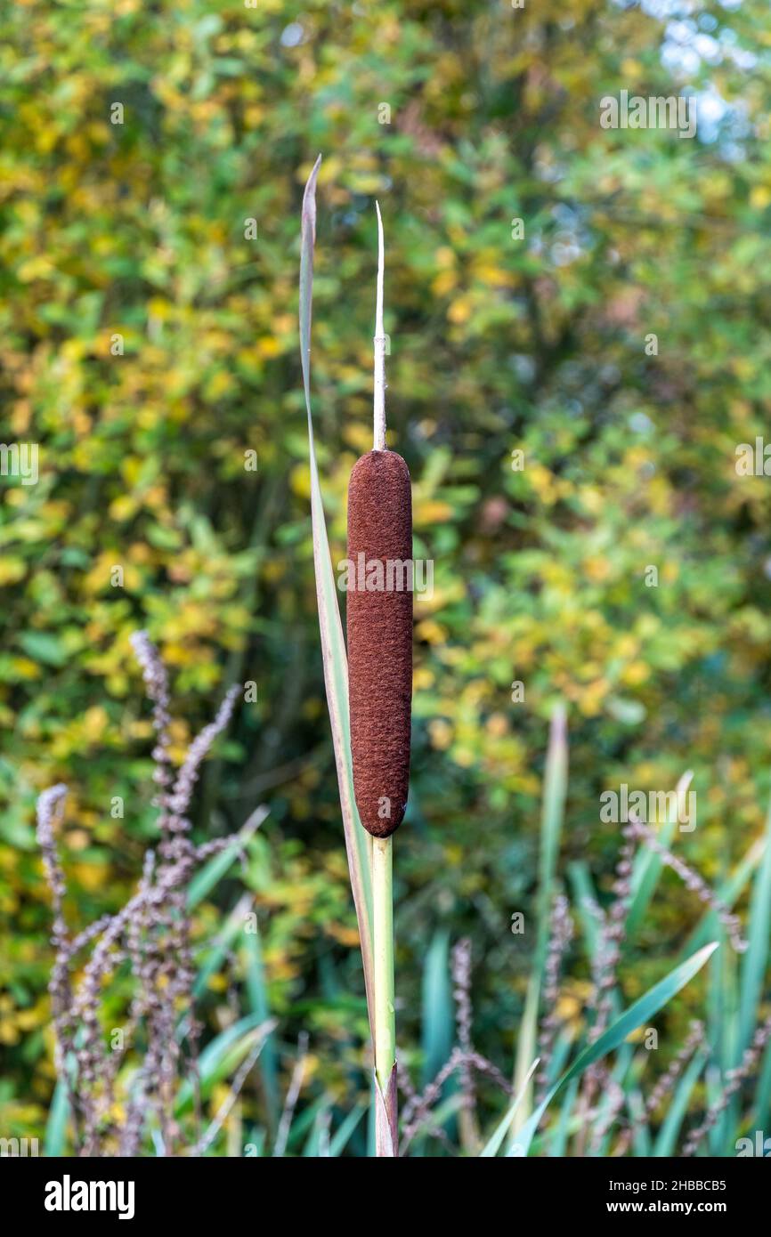 Bullrush cattail hi-res stock photography and images - Alamy