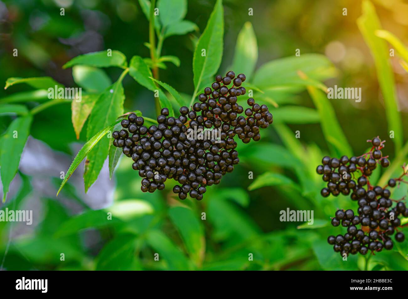 Black bunches of ripe black elderberry, medicinal plant, lung diseases, coronavirus treatment, natural remedies. Stock Photo