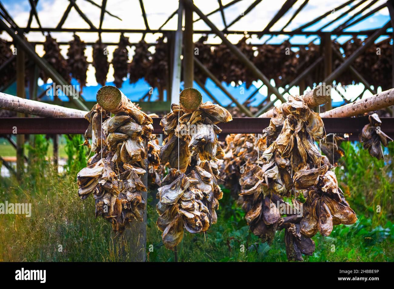 Fish cod heads drying up on racks at Lofoten Islands, Norway Stock