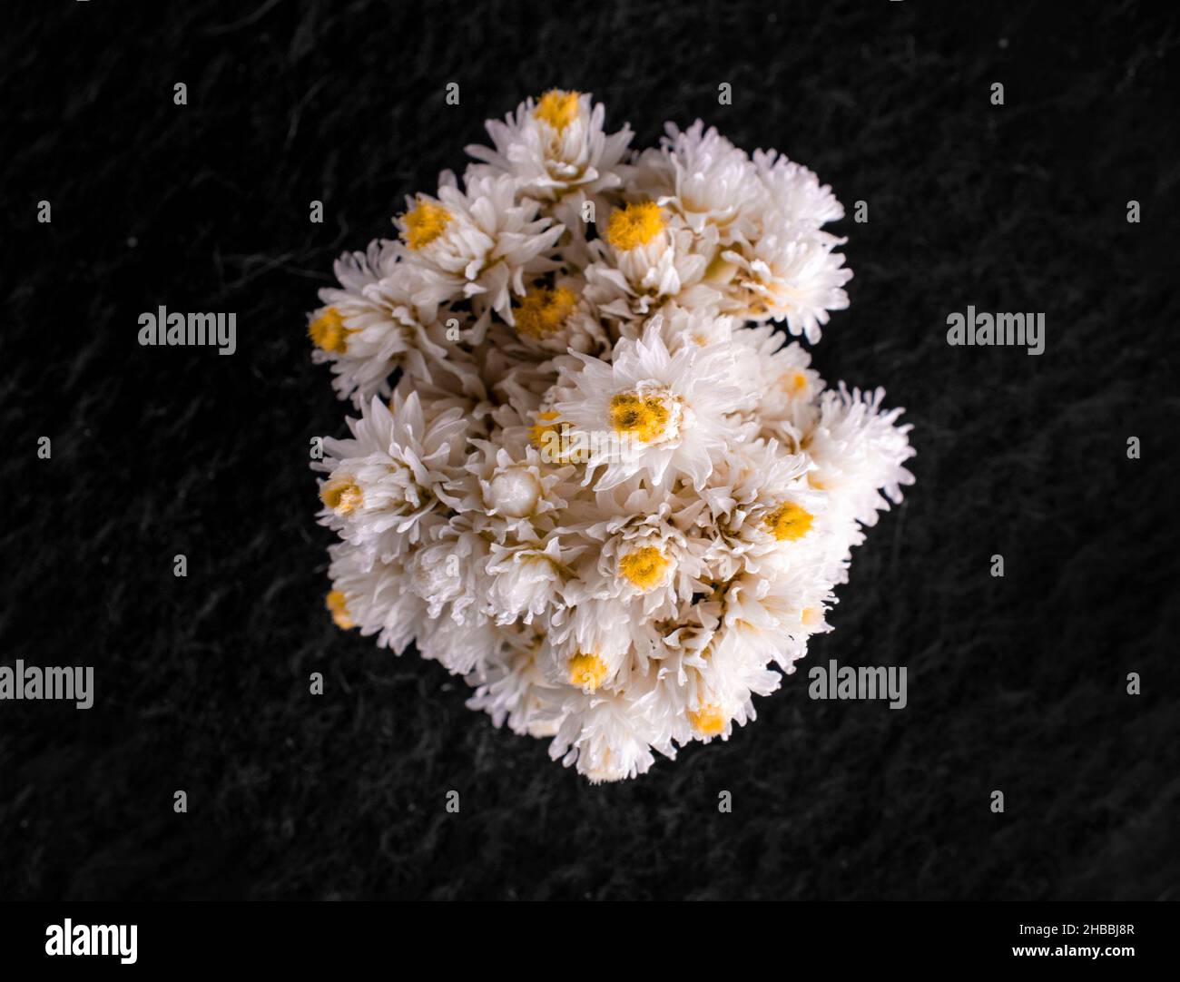 Top view of a flower on black background. View above. Stock Photo
