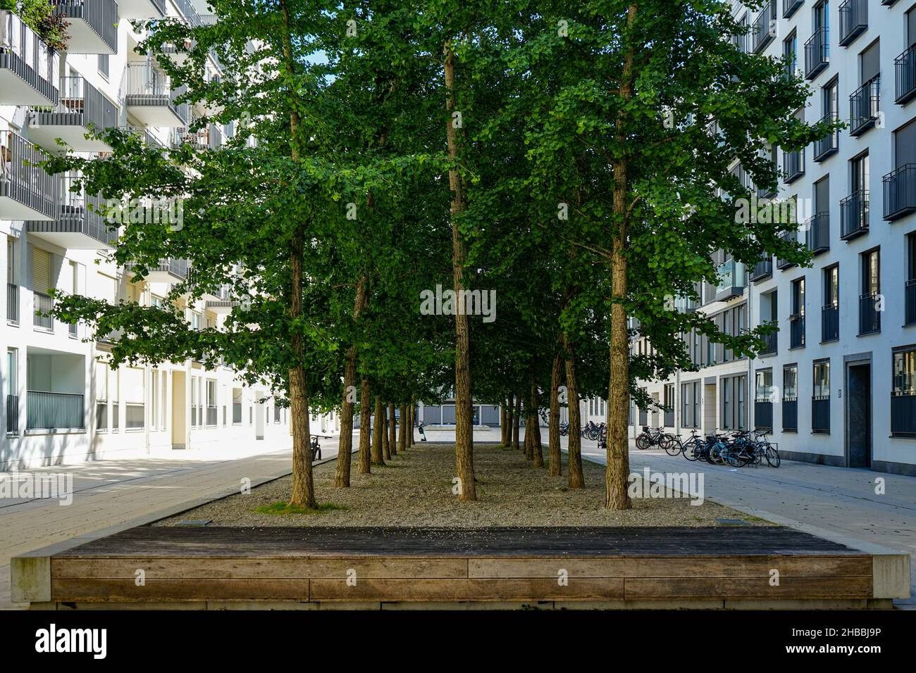 Sunlight in a courtyard of a residential complex, planted with a group of trees. Stock Photo