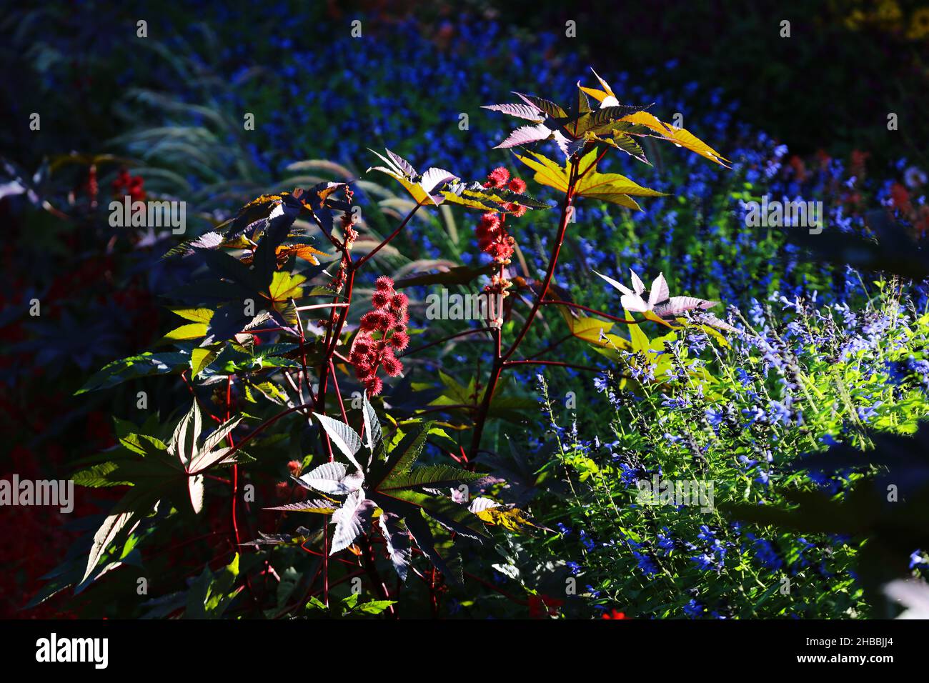 Meran, die Gärten von Schloss Trauttmansdorff  eröffnen exotische Gartenlandschaften, mit grünen Blättern Südtirol, Dolomiten, Italien Stock Photo