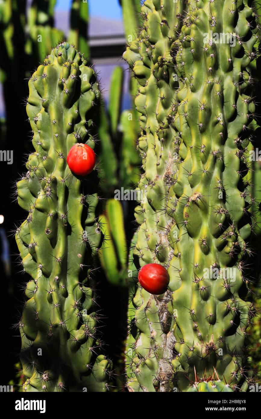 Kaktus, Meran, die Gärten von Schloss Trauttmansdorff  eröffnen exotische Gartenlandschaften, mit stacheligen Kakteen  Südtirol, Dolomiten, Italien Stock Photo