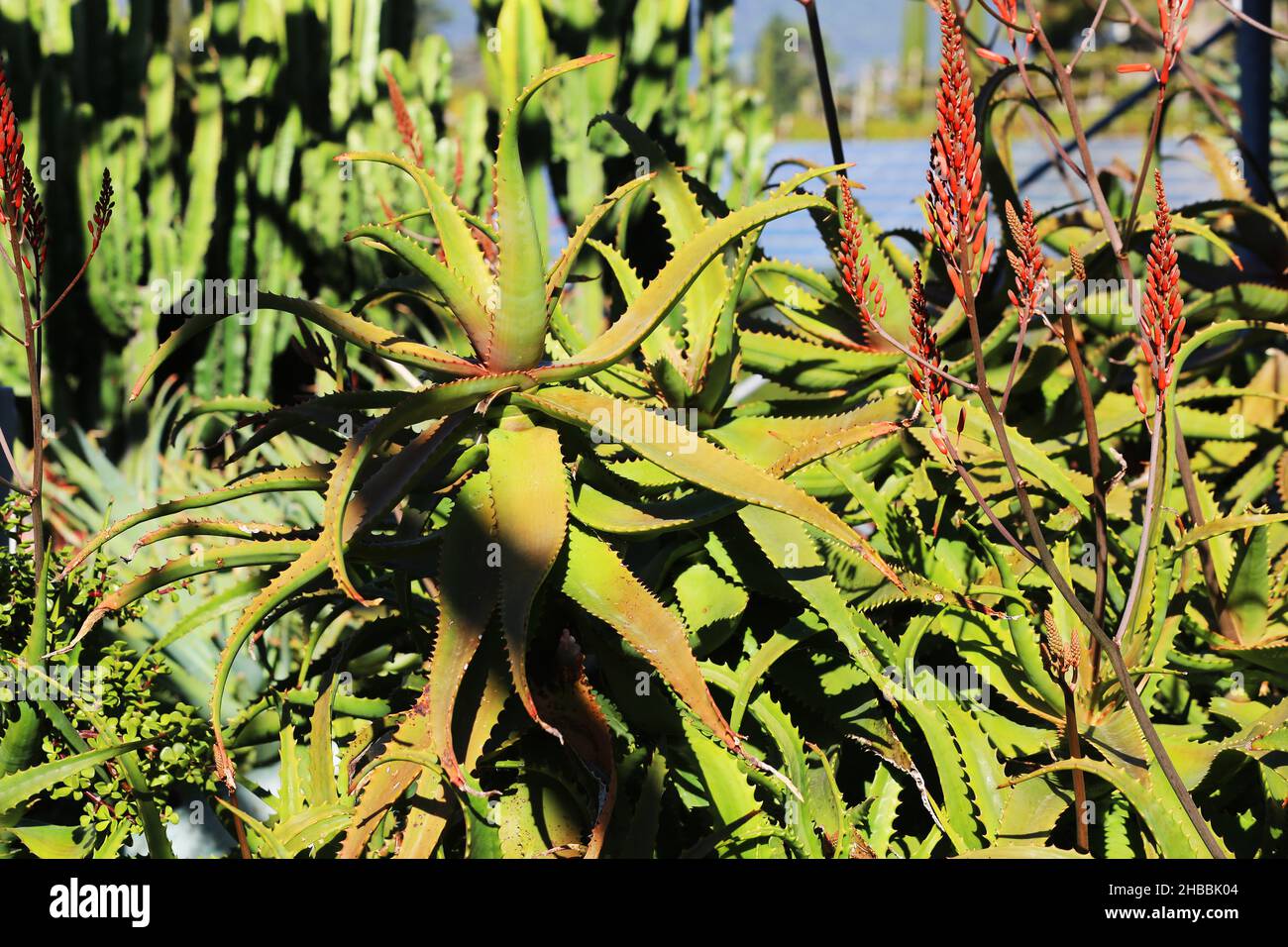 Kaktus, Meran, die Gärten von Schloss Trauttmansdorff  eröffnen exotische Gartenlandschaften, mit stacheligen Kakteen  Südtirol, Dolomiten, Italien Stock Photo