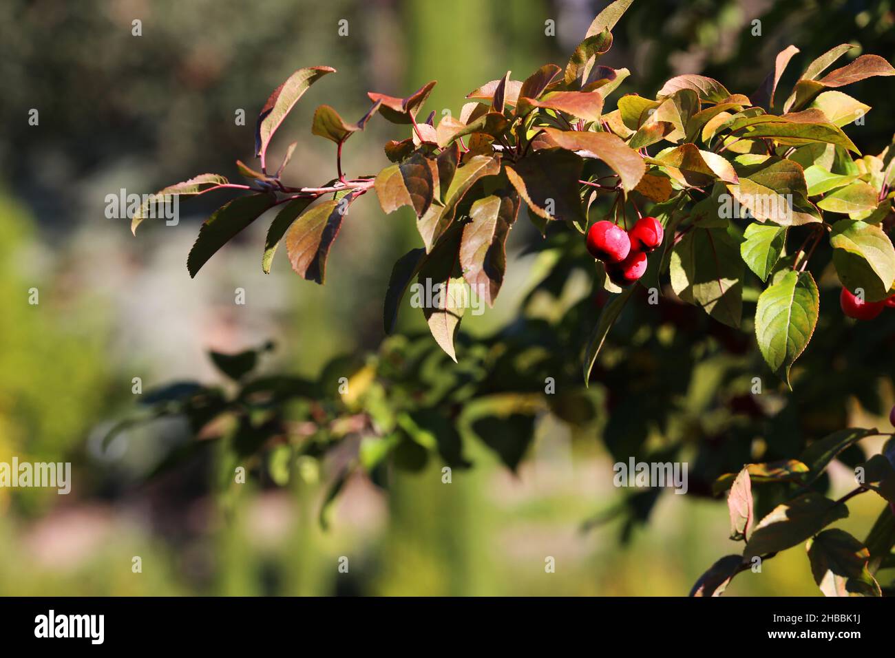 Meran, die Gärten von Schloss Trauttmansdorff  eröffnen exotische Gartenlandschaften, mit Bäumen, Blättern und Zieräpfel  Südtirol, Dolomiten, Italien Stock Photo