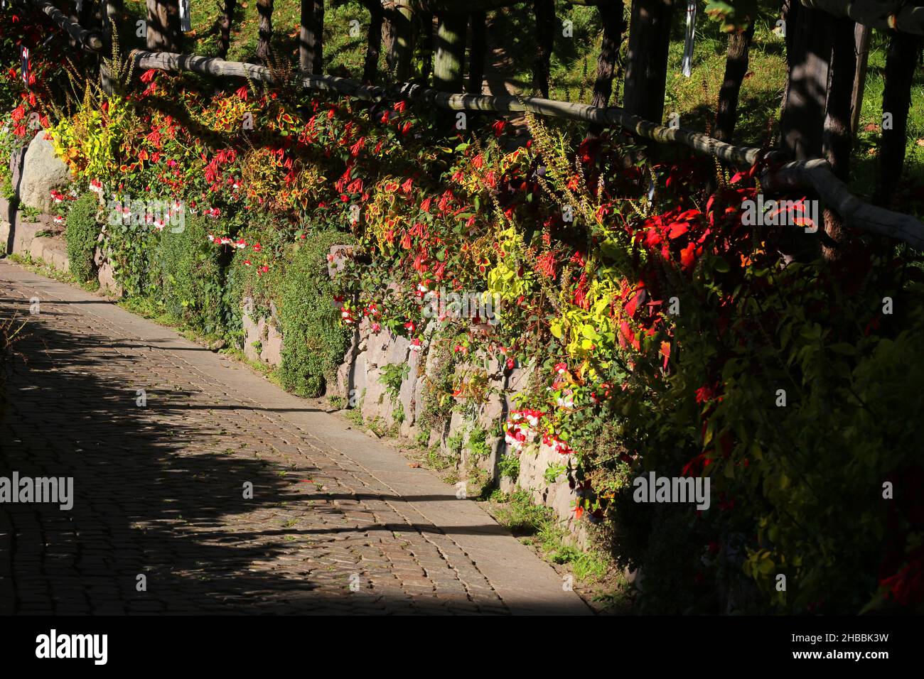 Meran, die Gärten von Schloss Trauttmansdorff  eröffnen exotische Gartenlandschaften, mit Weg und bunten Blättern Südtirol, Dolomiten, Italien Stock Photo