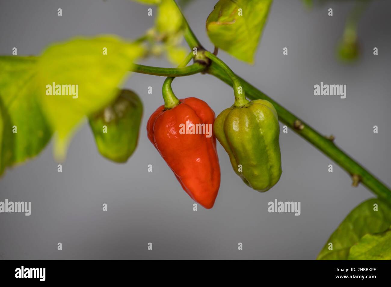 unripe 7 pot chili pepper Stock Photo - Alamy