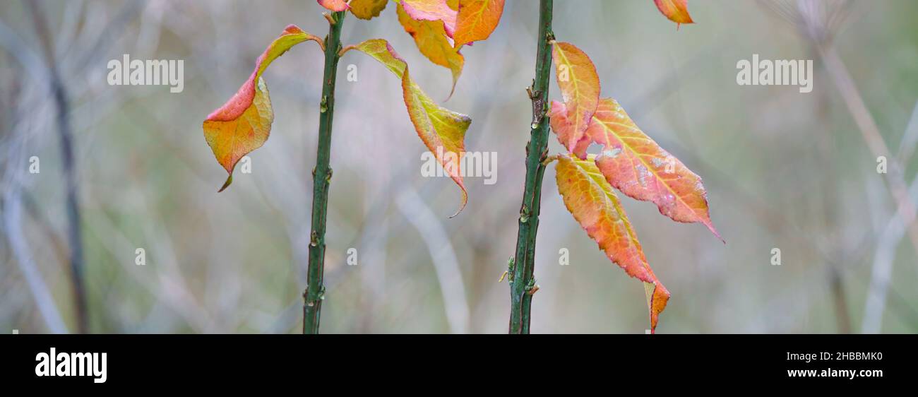 gold and red leaves on a young beech tree  (Fagus sylvatica) sapling, UK Stock Photo