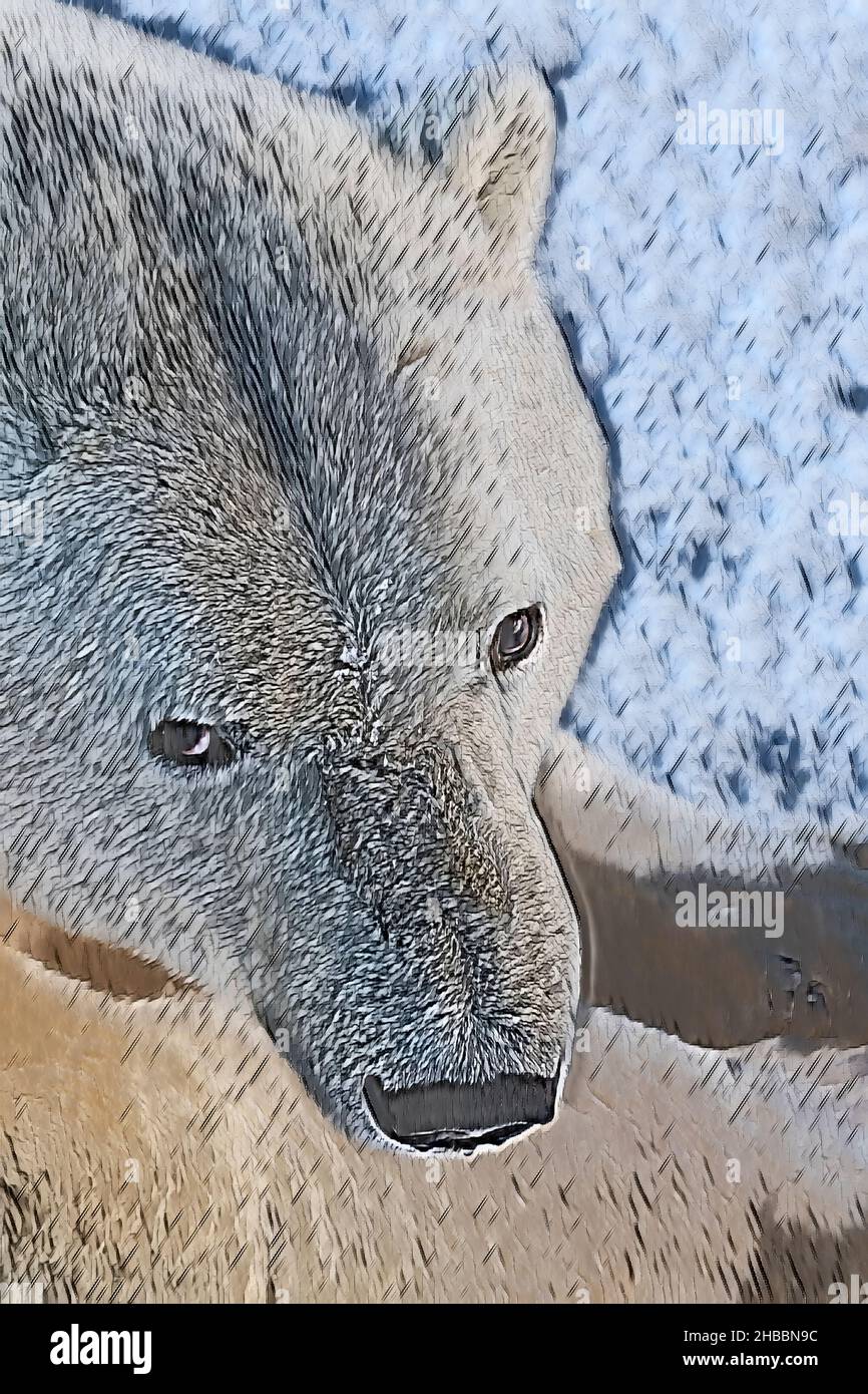 Canada, Manitoba, Churchill. Mature male polar bear (WILD: Ursus maritimus) Computer art. Stock Photo