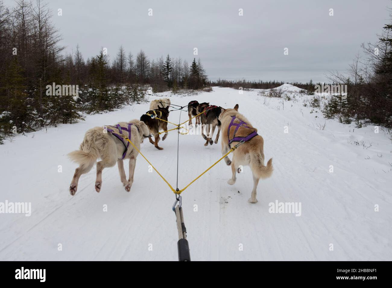 Canada. Dog sledding team. Editorial only Stock Photo Alamy