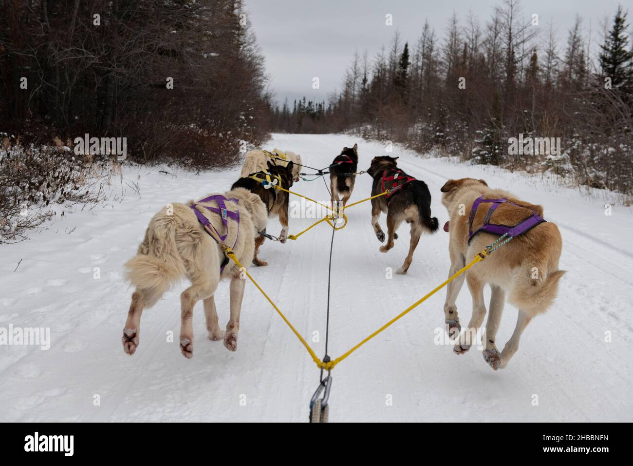 Canada. Dog sledding team. Editorial only Stock Photo Alamy