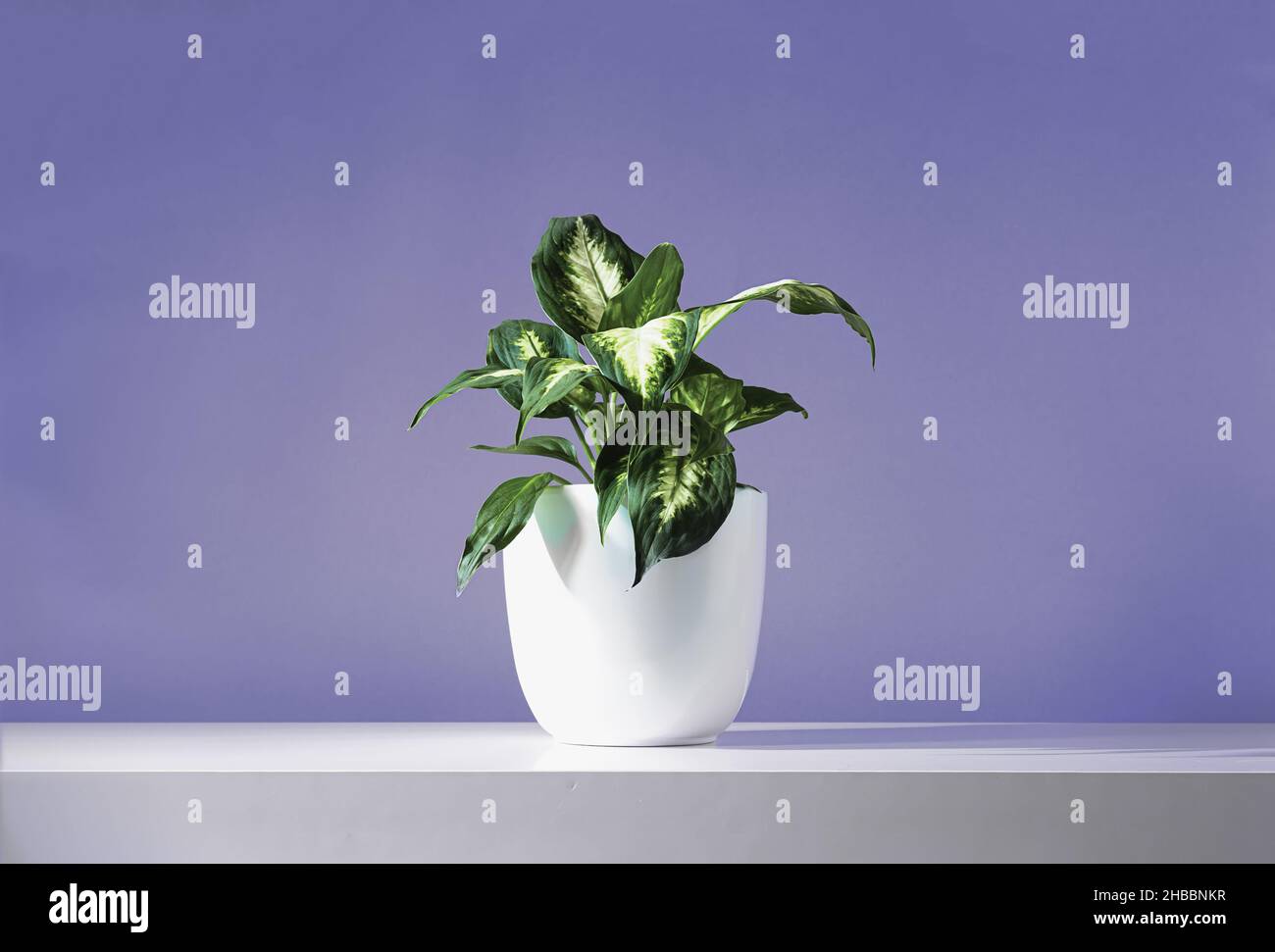 Dieffenbachia or Dumb cane young plant in a white flower pot on a white table, near the wall of trendy very peri color of the year 2022. Stock Photo