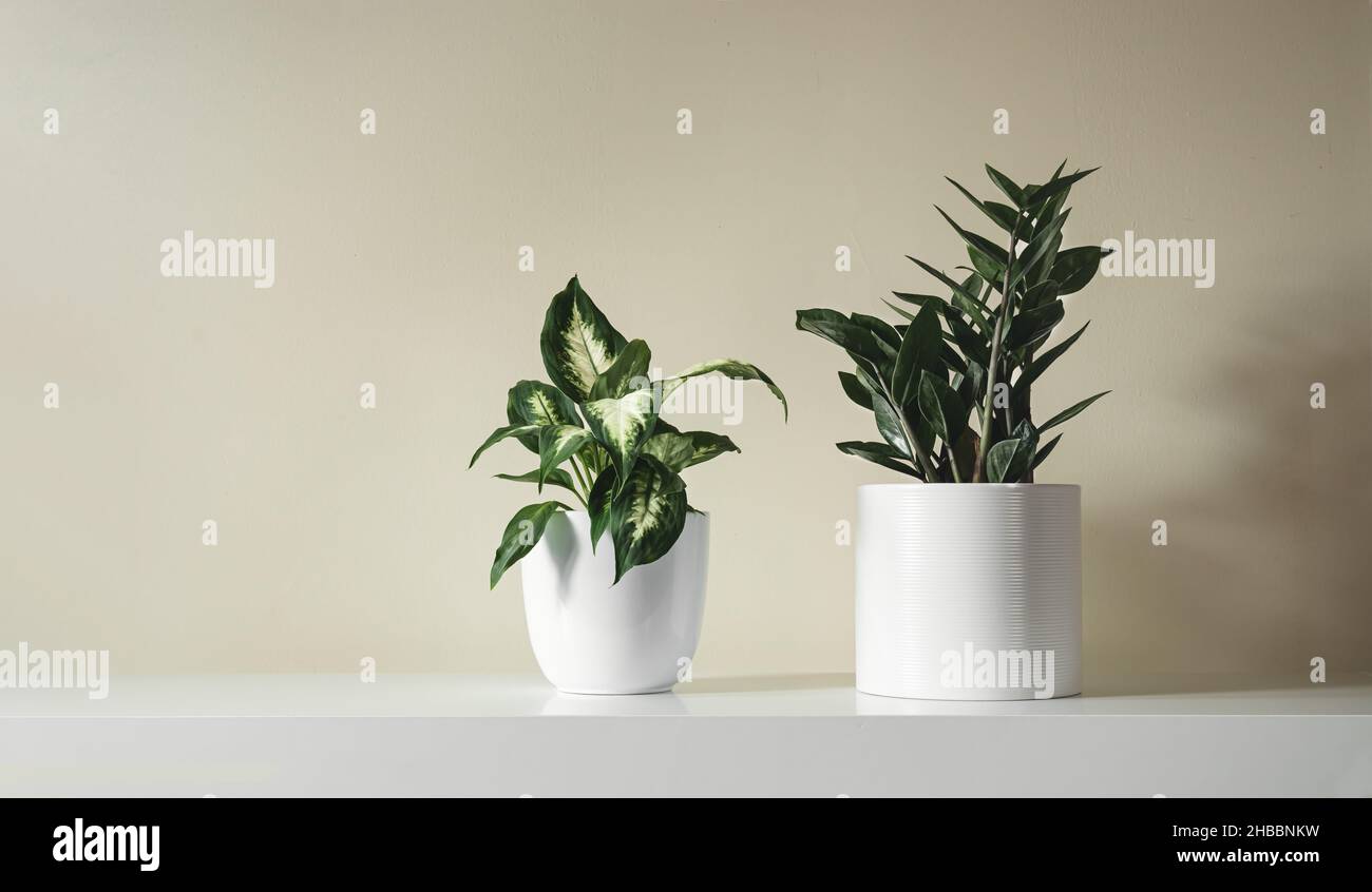 Dieffenbachia or Dumb cane young plant and Zamioculcas, or zamiifolia zz plant in white flower pots on a white table , minimalist and home gardening c Stock Photo
