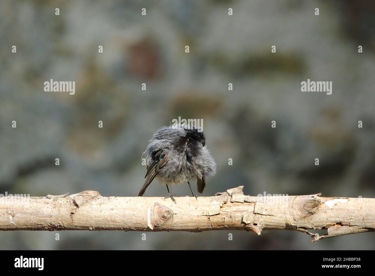 A male, Black redstart preening on his perch. Stock Photo