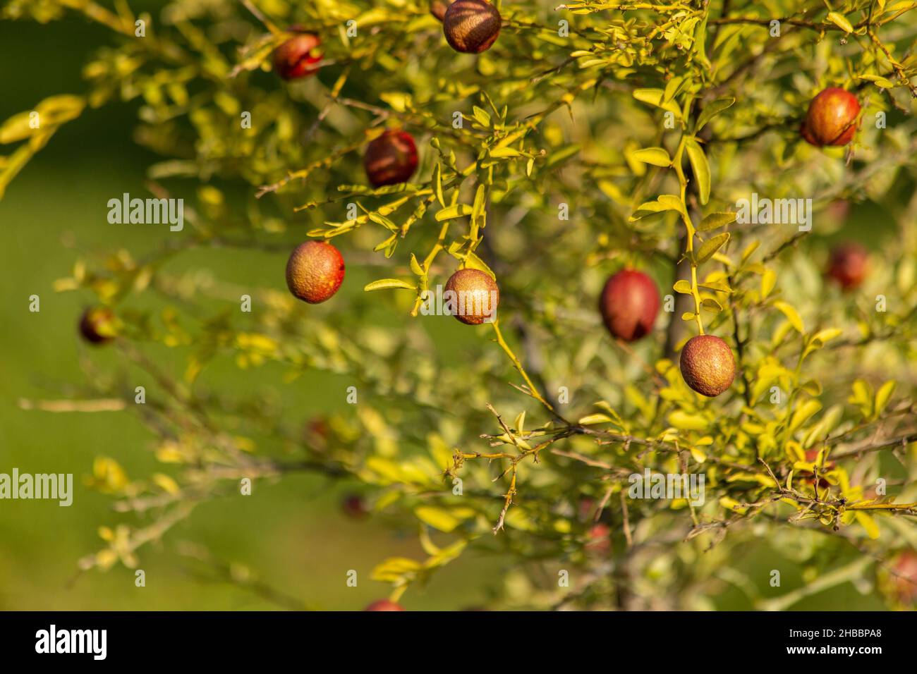 AUSTRALIAN BLOOD-RED LIME SEEDLING RARE VARIETY LEMON SEEDLING Stock Photo