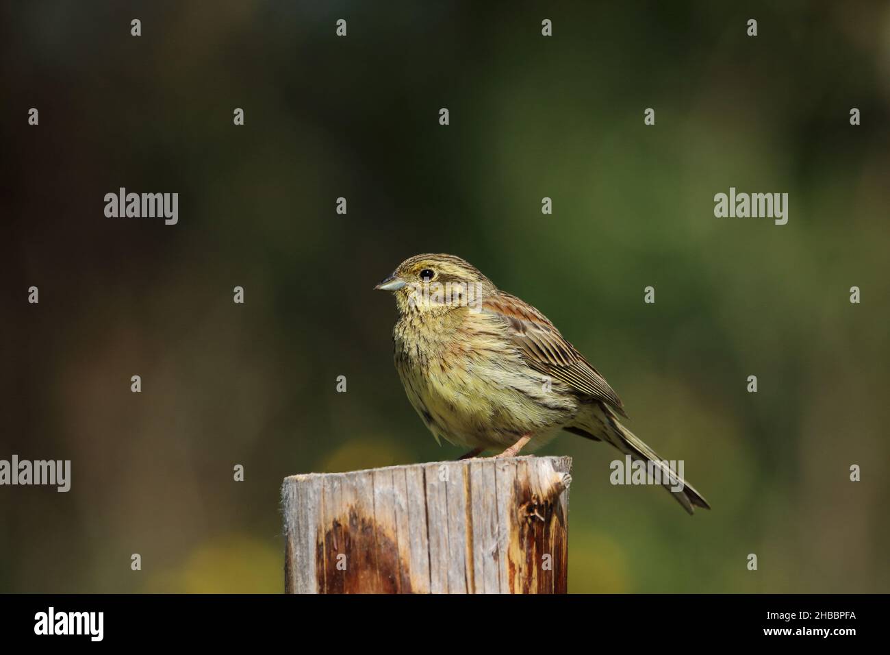 A female Cirl bunting perched on top of a wooden post. Stock Photo