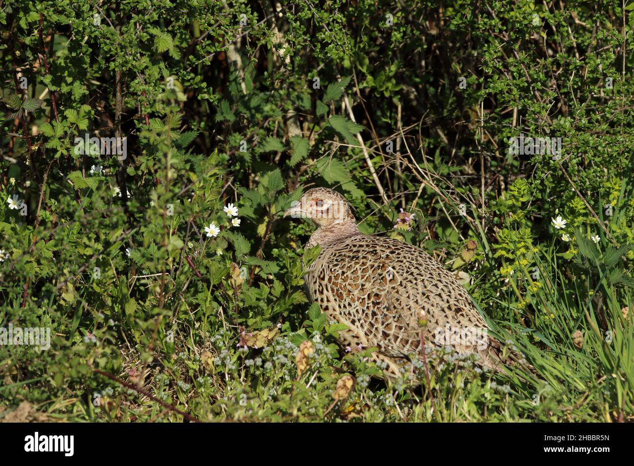 A female Pheasant in the hedgerow. Stock Photo