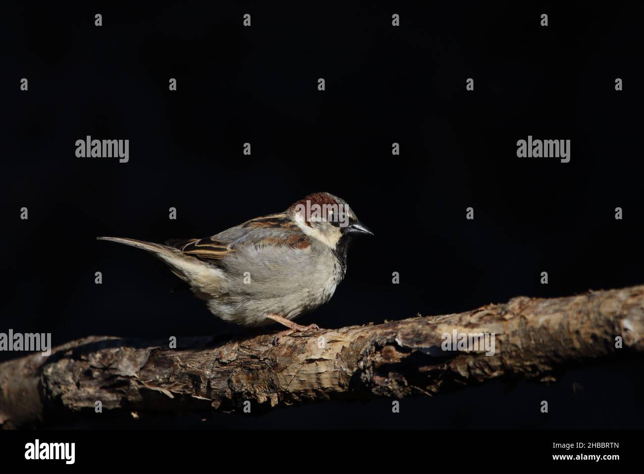 A perching House sparrow. Stock Photo