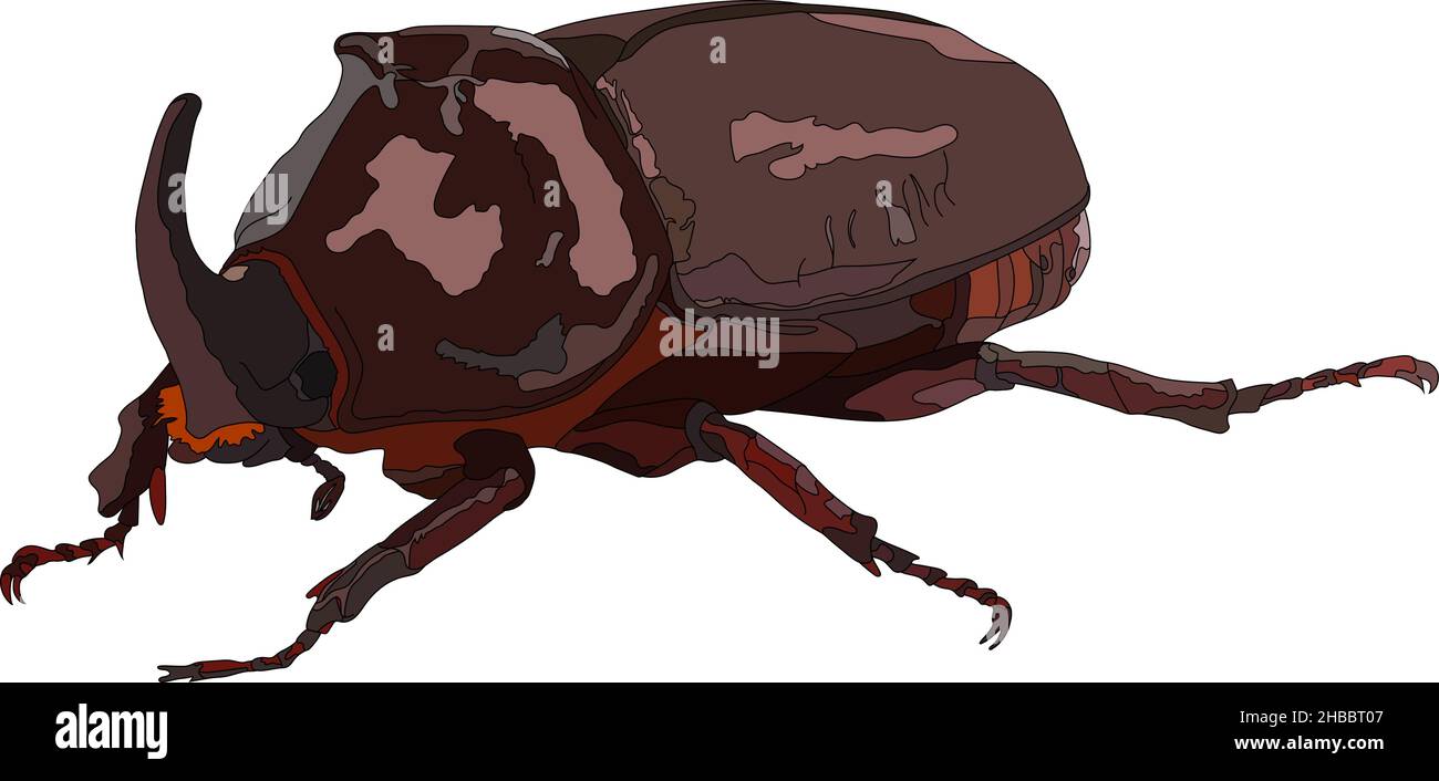 Male Rhinoceros beetle (Oryctes nasicornis) isolated on white background. Side View. Vector illustration. Stock Vector