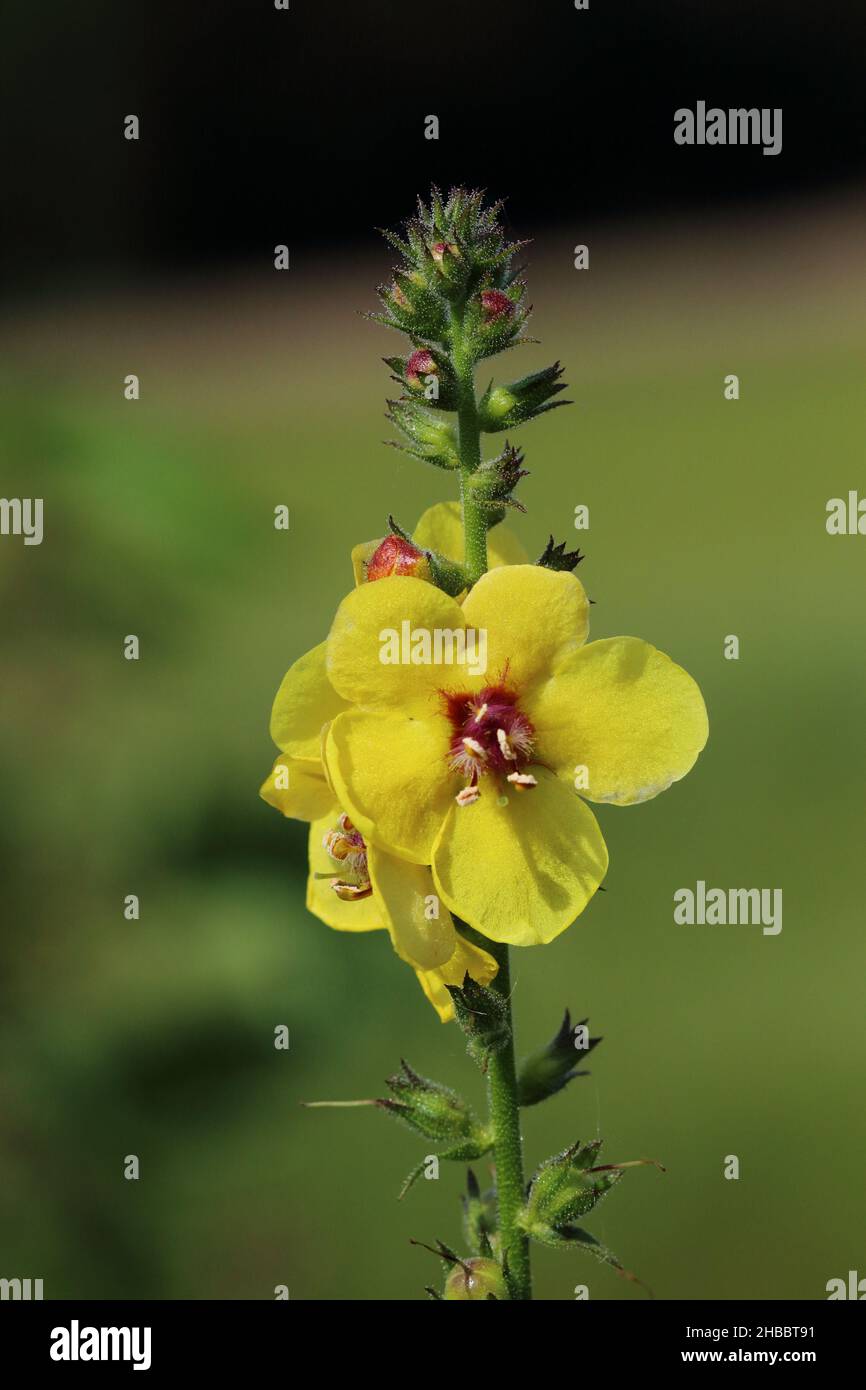 Moth Mullein Stock Photo