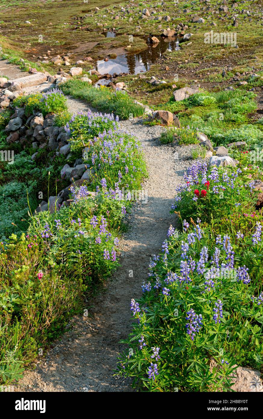 WA19878-00...WASHINGTON - Lupine, paintbrush and pink heather blooming in an open meadow near Paradise in Mount Rainier National Park. Stock Photo