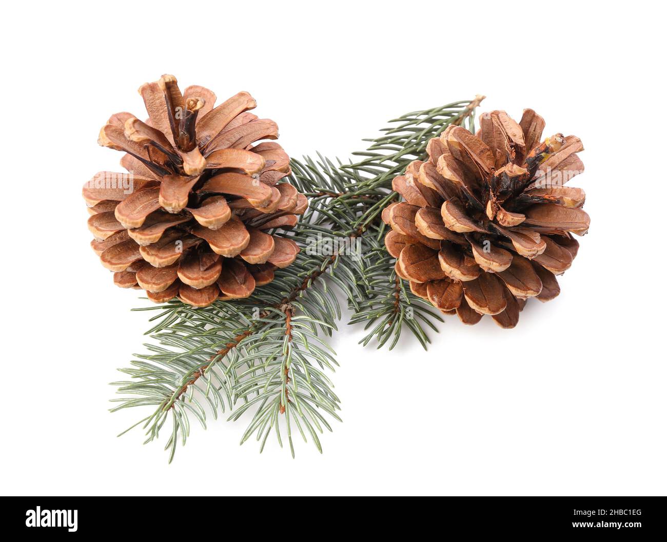 Beautiful pine cones and fir branch on white background Stock Photo - Alamy