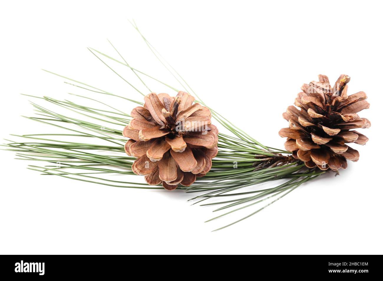 Beautiful pine cones and fir branch on white background Stock Photo - Alamy