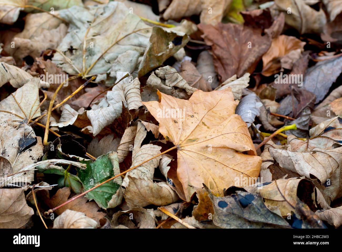 Close up of dried up fallen leaves lying on a woodland floor in autumn. Stock Photo