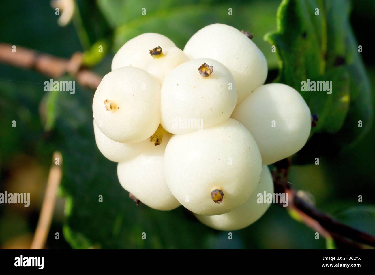 Snowberry (symphoricarpos rivularis), close up of the familiar white fruits or berries that appear in autumn on the popularily planted shrub. Stock Photo