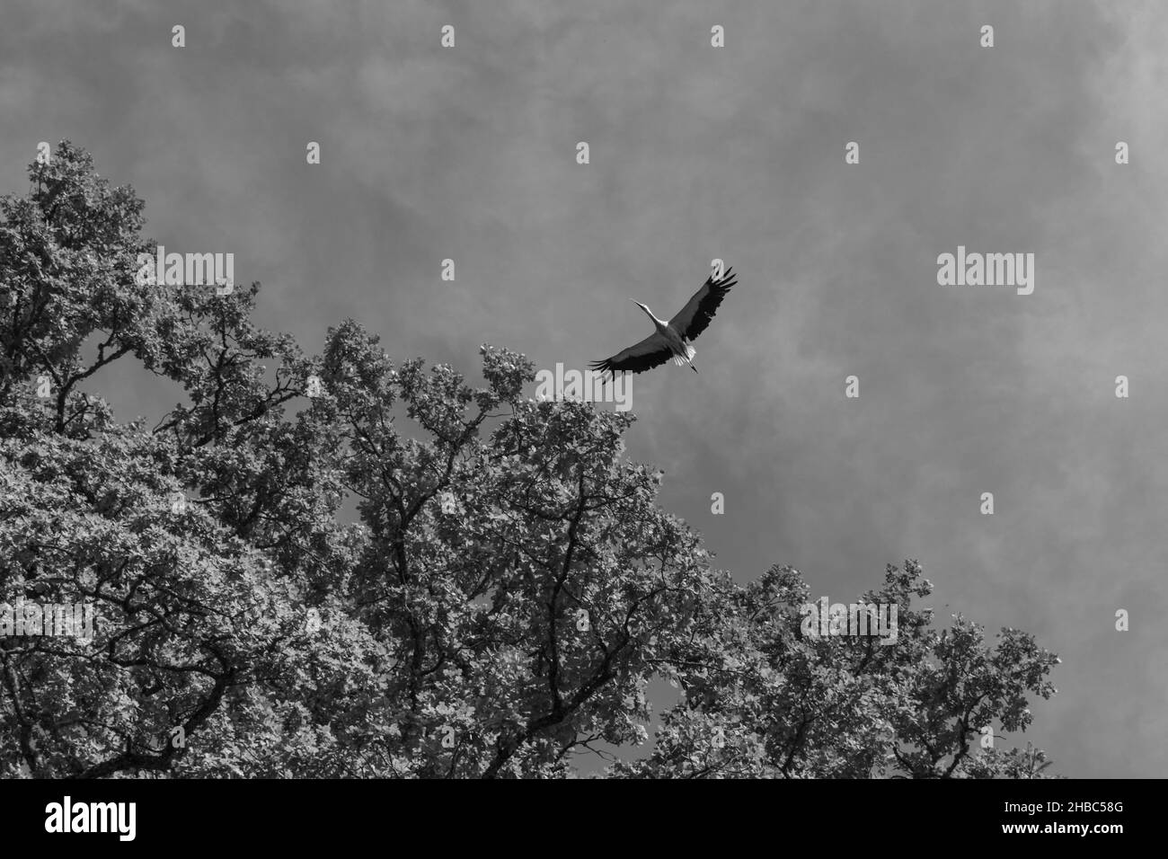 Greyscale shot of an eagle flying over the trees Stock Photo