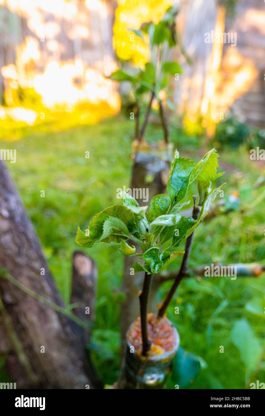 grafted fruit tree in an orchard Stock Photo Alamy