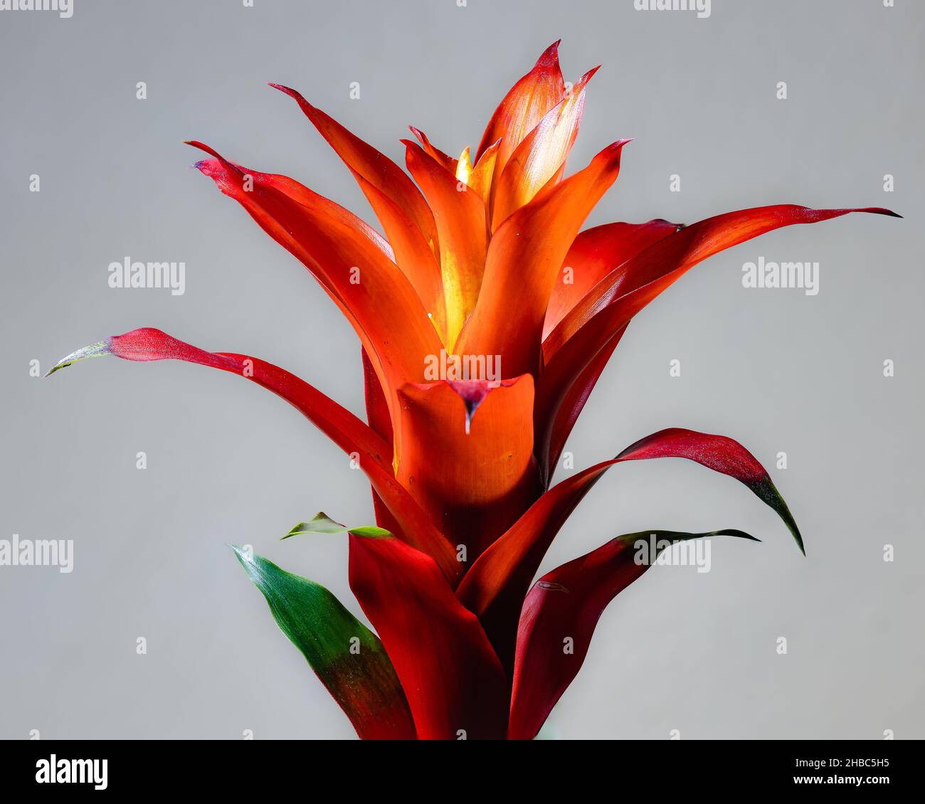 Closeup shot of a beautiful red Guzmania flower on a white background Stock Photo