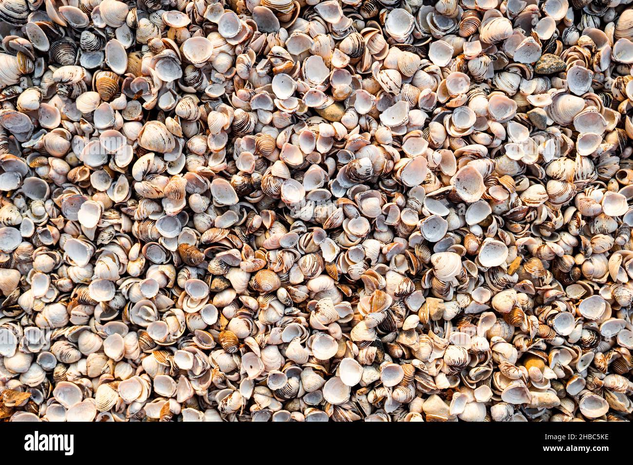 Thousands of empty clam shells, full shell background to use as