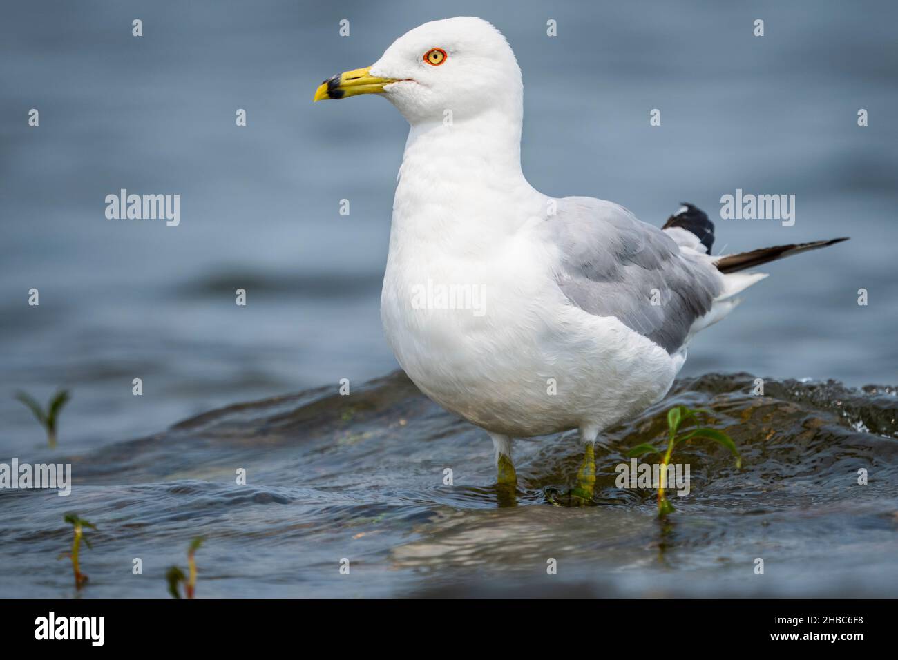 Ring-billed gull resting along the shores of the St. Lawrence River. Stock Photo