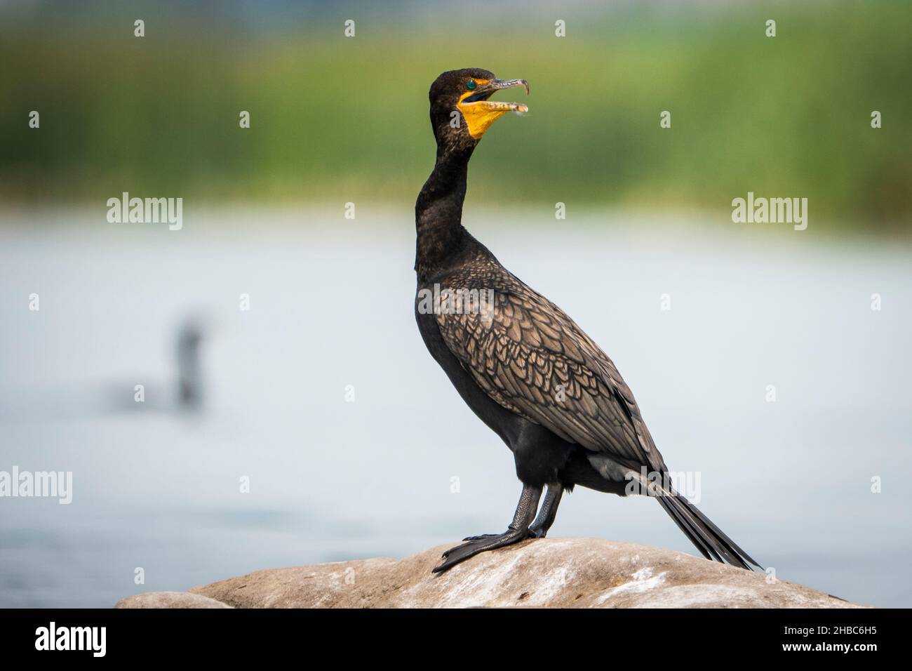 Black crested birds hires stock photography and images Alamy