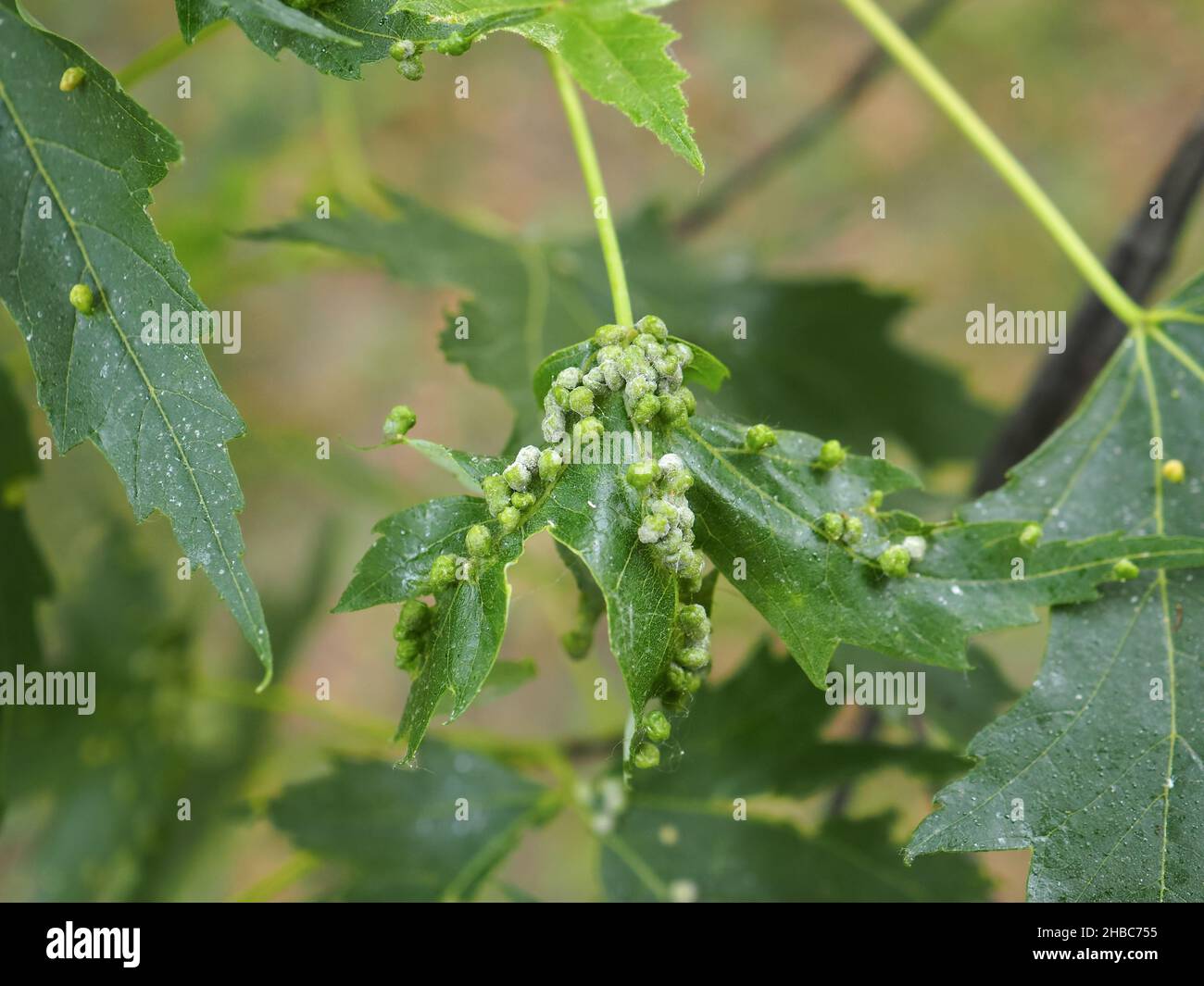 Disease of maple leaves close-up. Damage to gall mites. Phyllocoptes fockeui. Sick leaf of Acer saccharinum infected with mite Eriophyidae. Plant Stock Photo