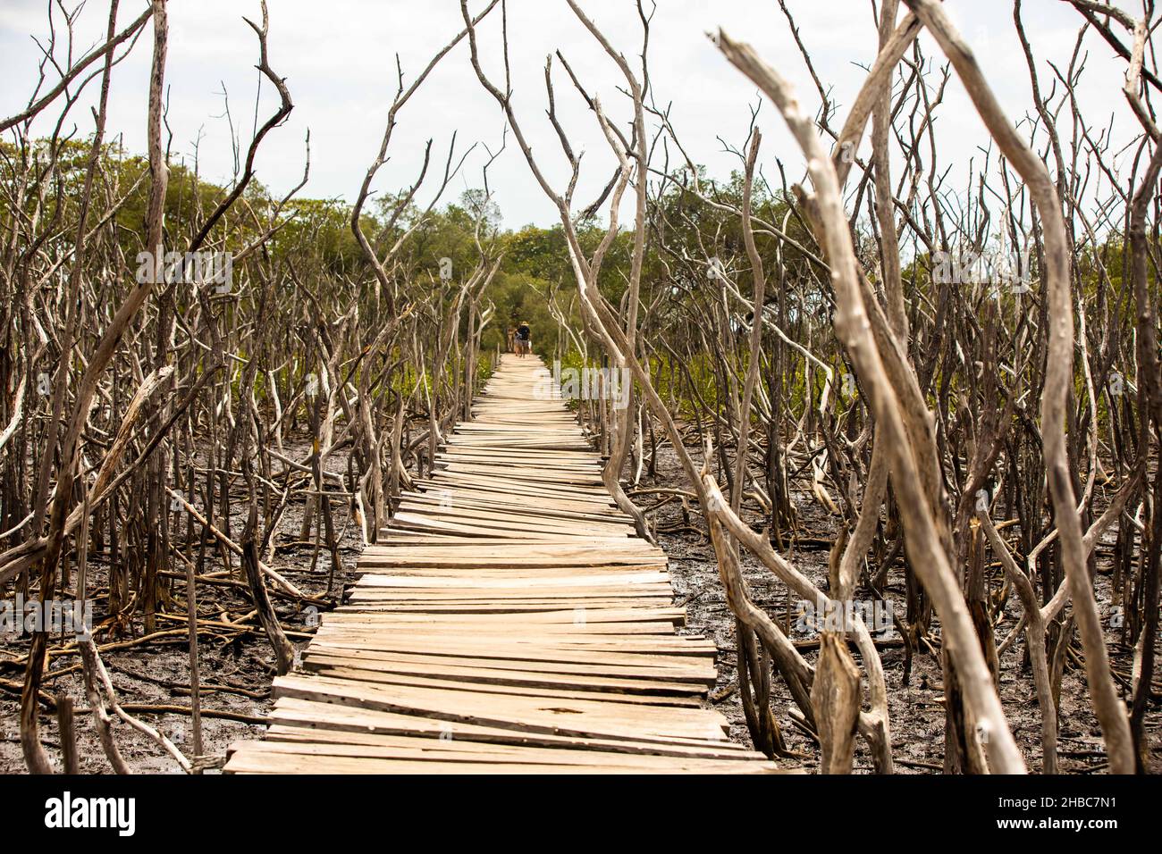 Wooden planks bridge in the mangrove reforestation project, Avellana