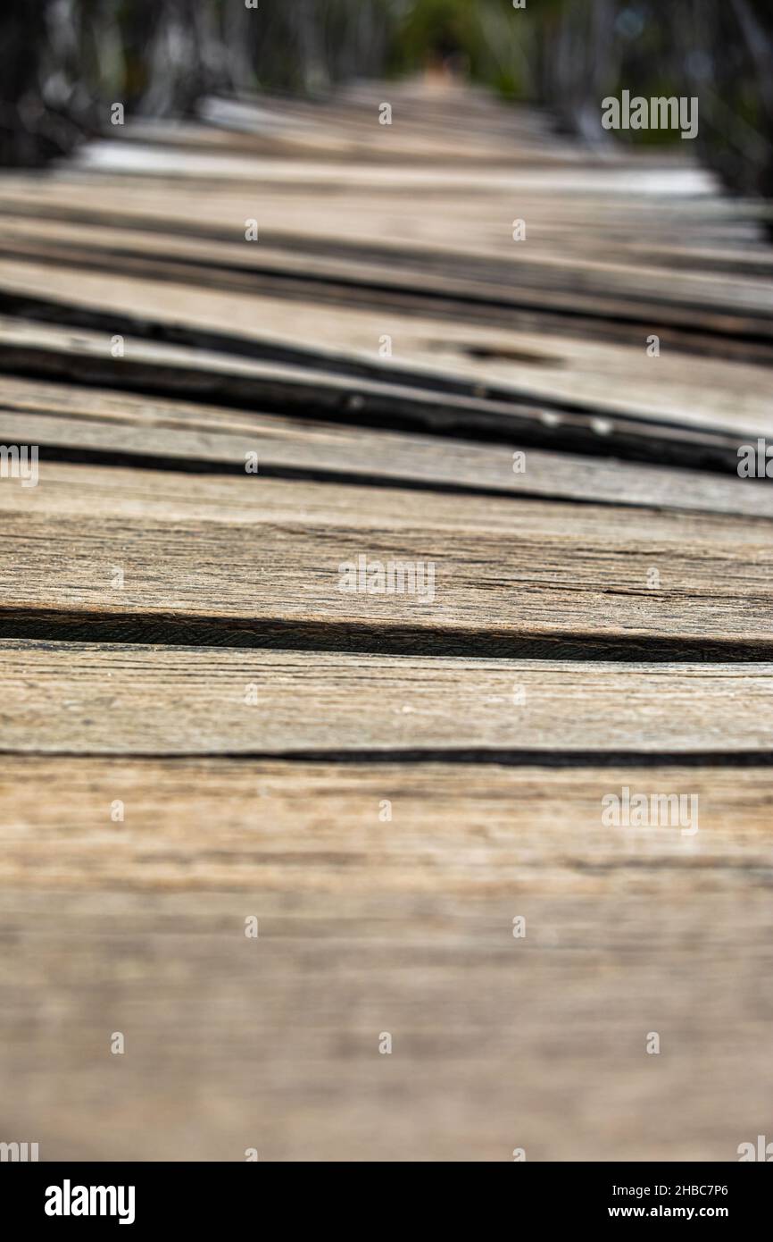Closeup of wooden planks bridge in the mangrove reforestation project