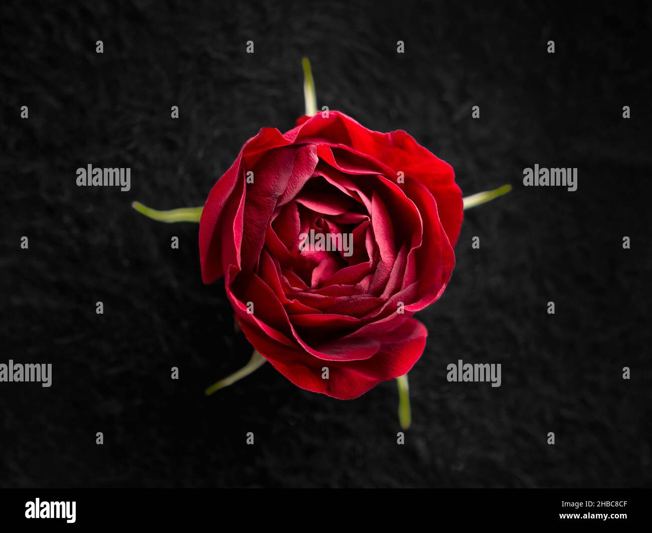 Delicate flower on a black background. On black background. Stock Photo