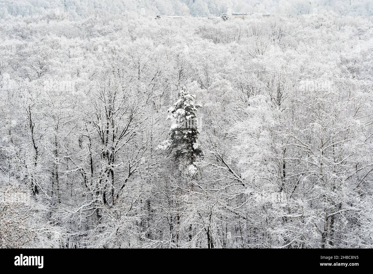 above view of pine tree in snow-covered city park on cold winter day Stock Photo