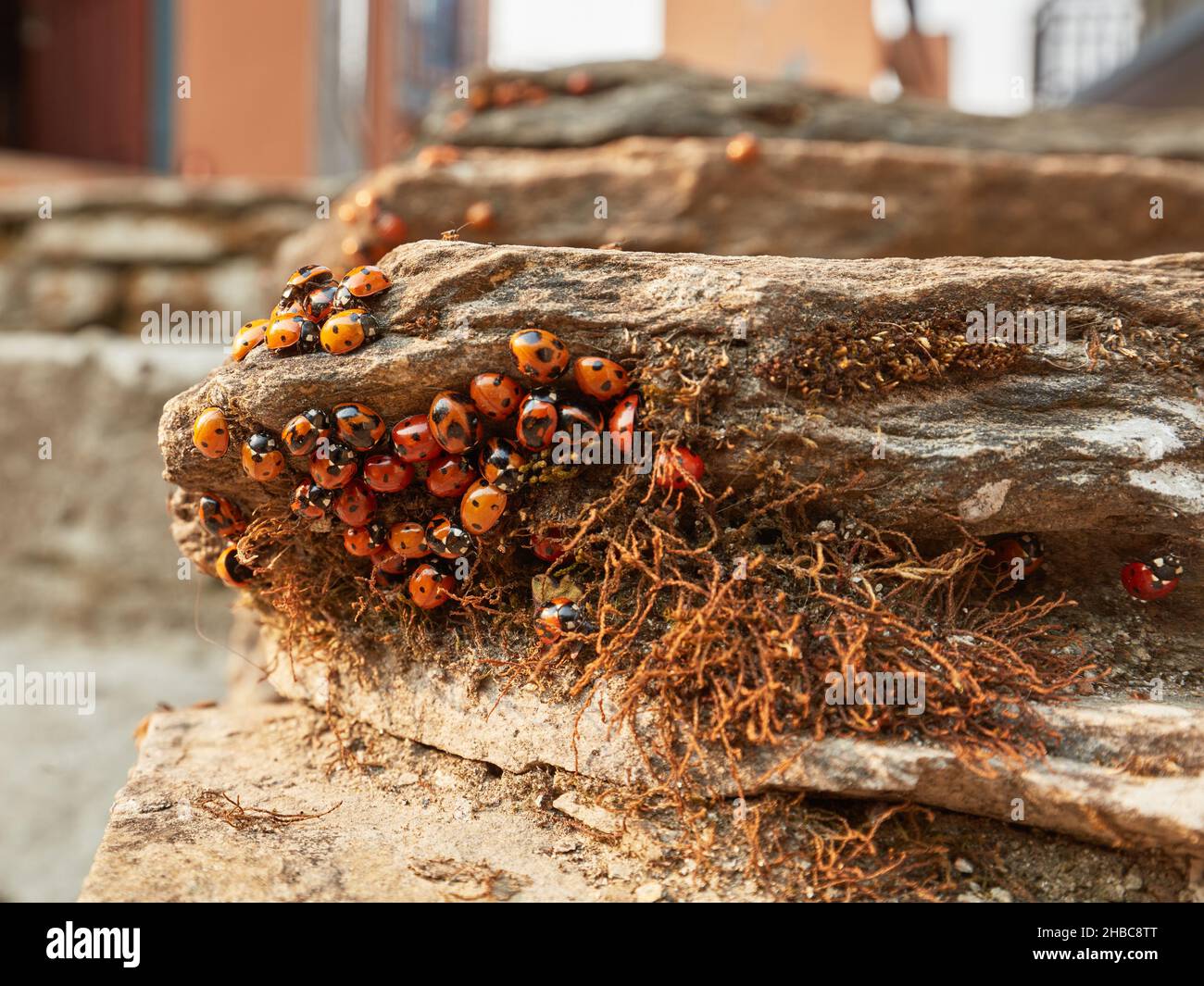 Multicolored Asian Lady Beetle. A large group of ladybirds accumulated on the rocks near buildings Stock Photo