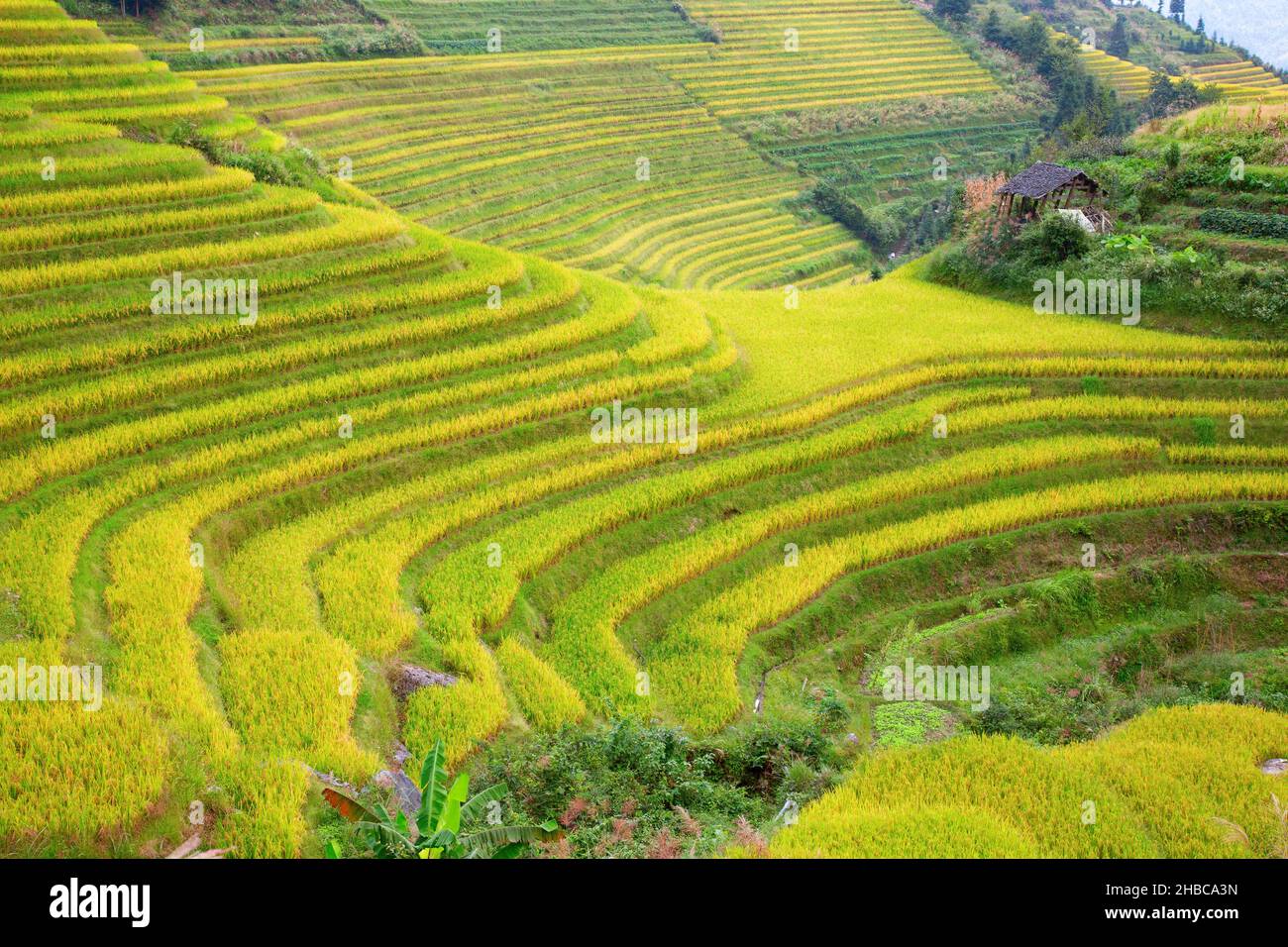 The Longsheng Rice Terraces(Dragon's Backbone) also known as Longji ...
