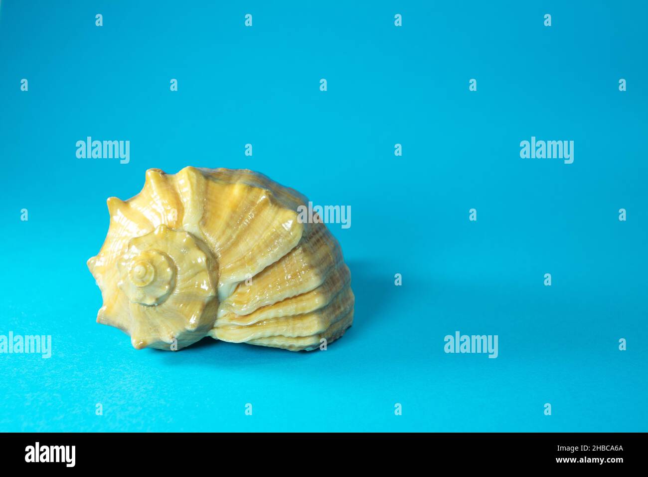 Predatory sea snail hires stock photography and images Alamy
