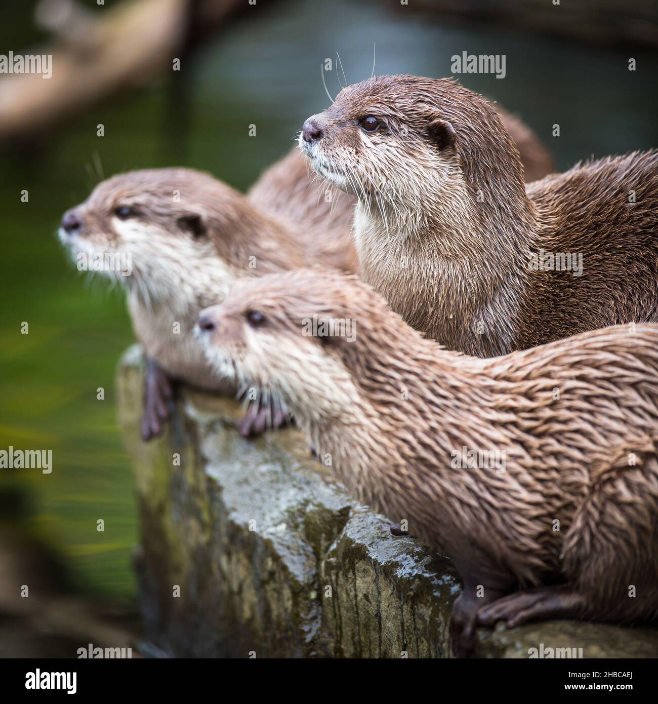An oriental small-clawed otter / Aonyx cinerea / Asian small-clawed ...