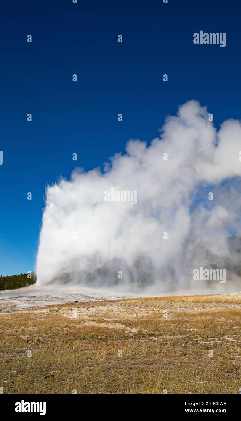 Old Faithful Geyser eruption in the Yellowstone national park, USA ...