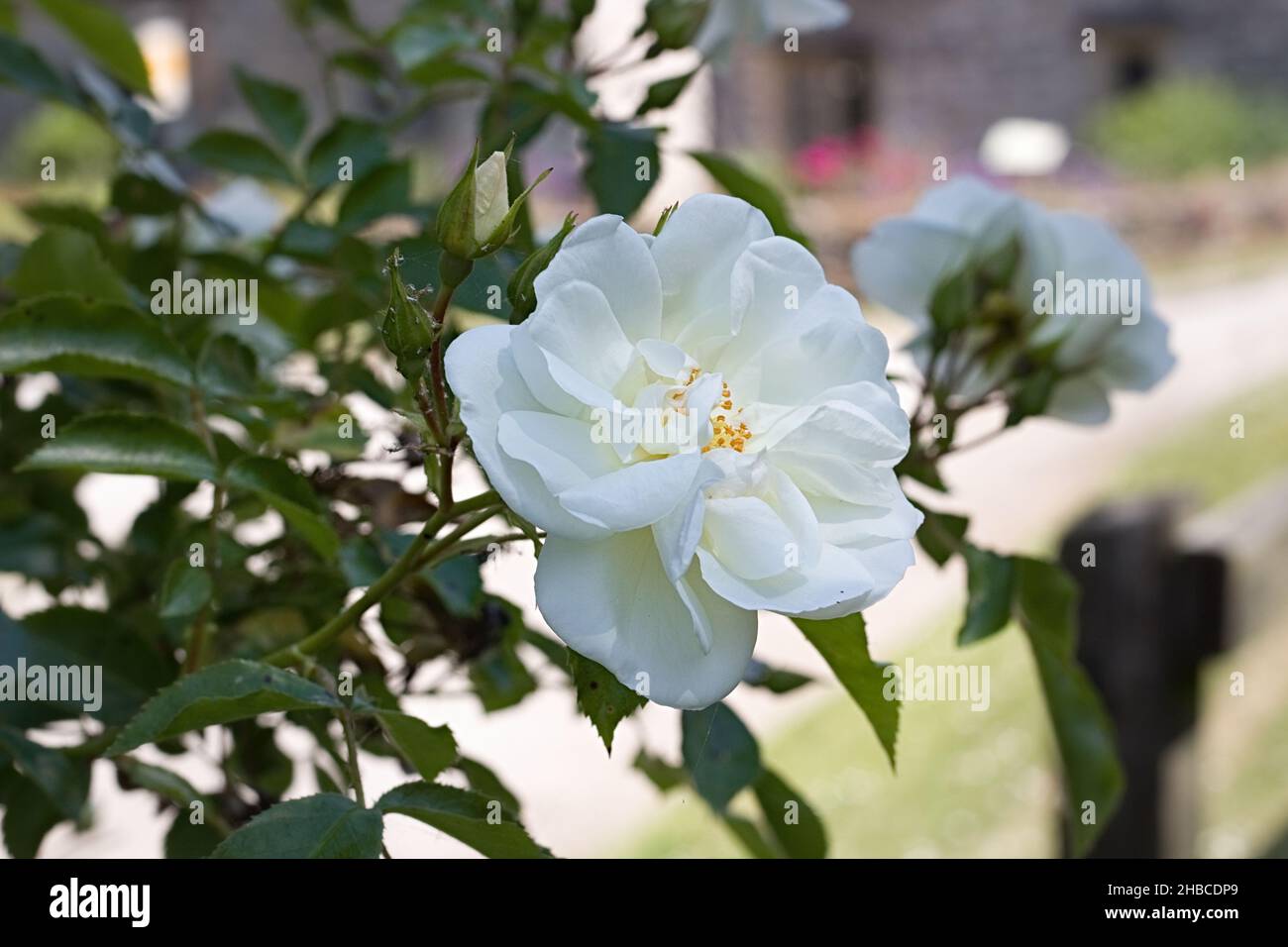 White Rose Type Flower Stock Photo Alamy