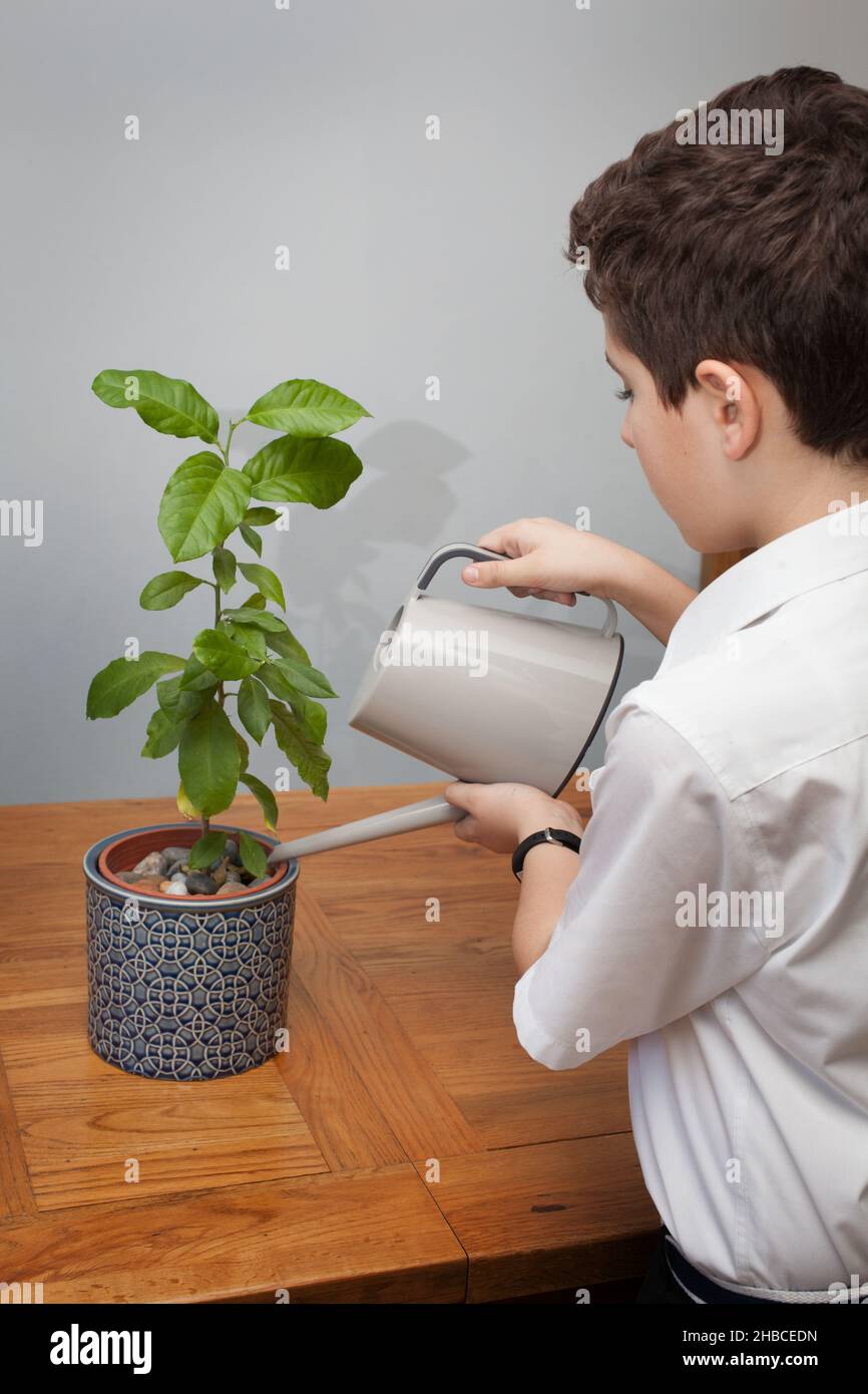 A child watering a lemon tree house plant Stock Photo Alamy
