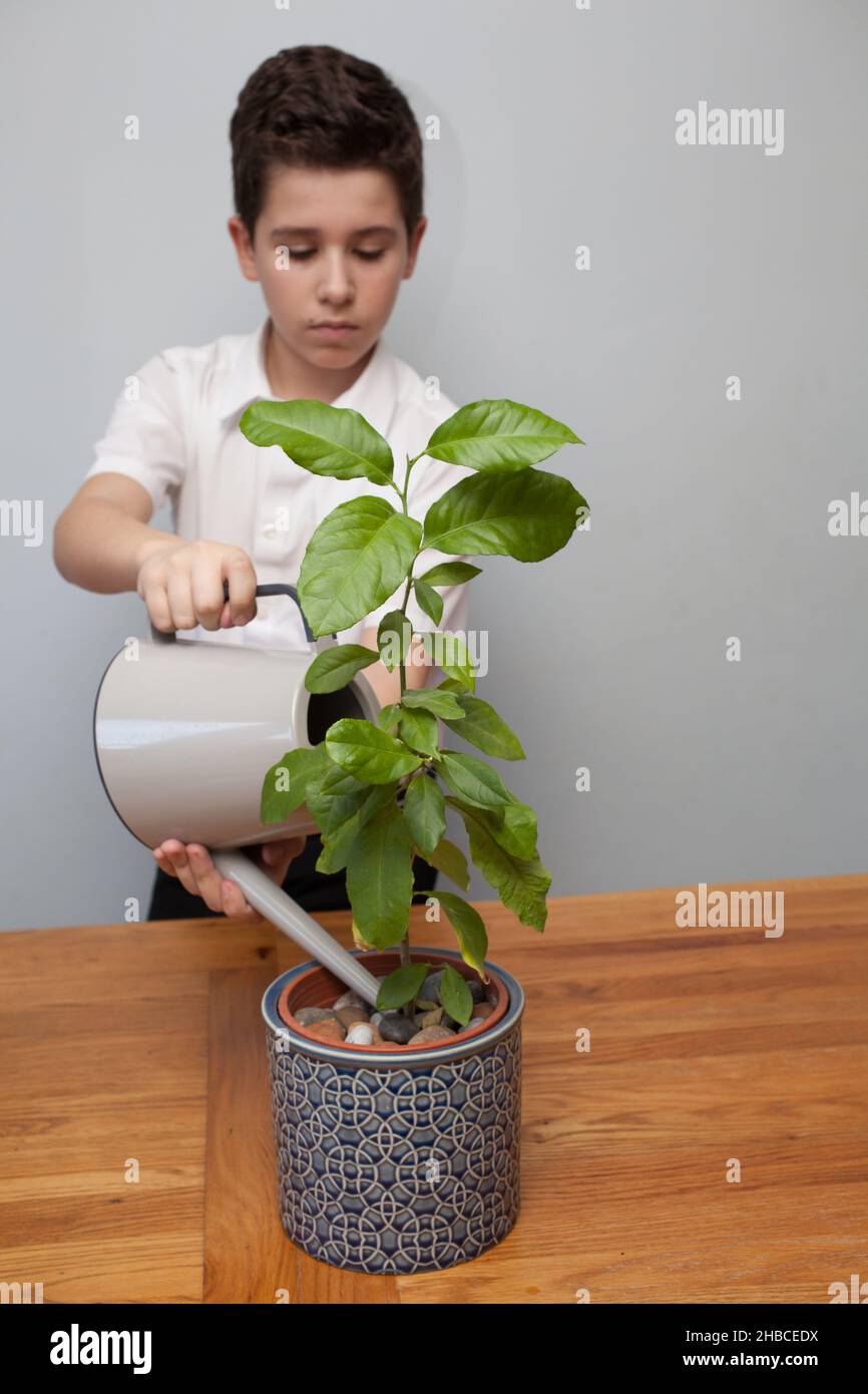 A child watering a lemon tree house plant Stock Photo Alamy