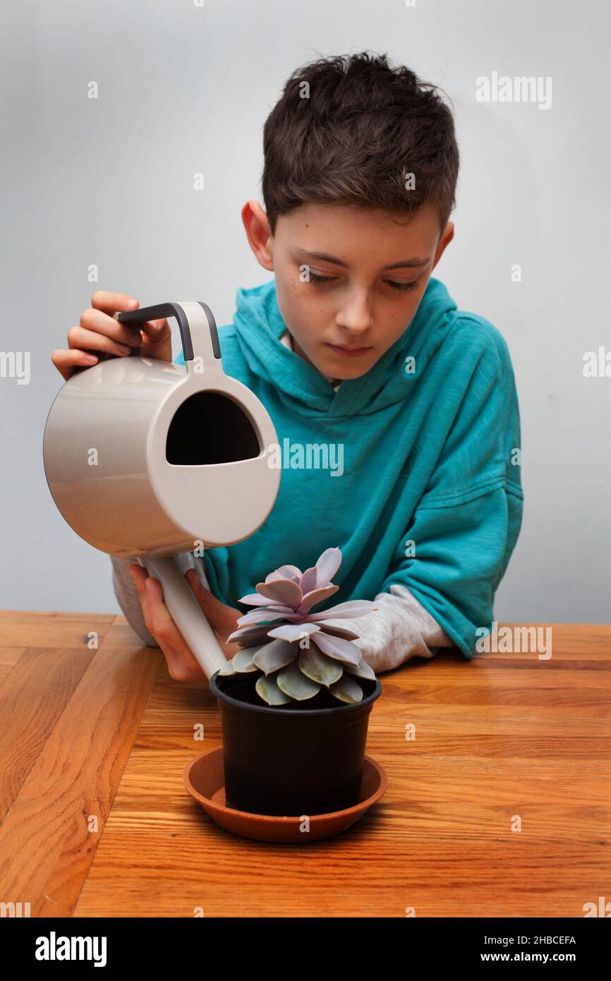 A child watering a succulent house plant Stock Photo Alamy