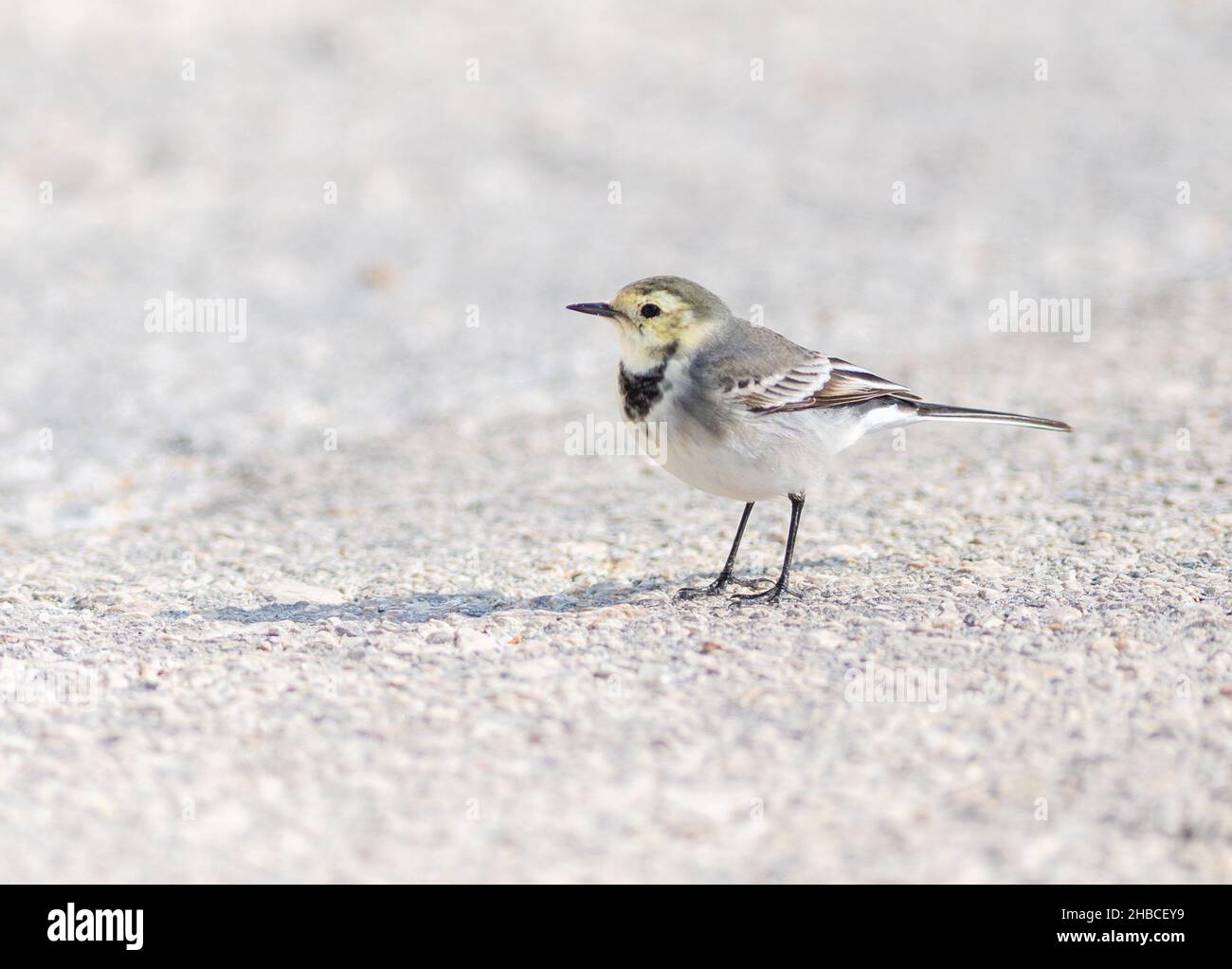 White Wagtail on the ground in Greece Stock Photo